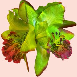 Hårblomma ljusgrän dubbel orkidé