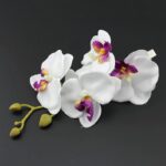 Stor hårblomma vita orkidéer