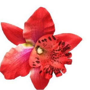 Röd hårblomma orkidé